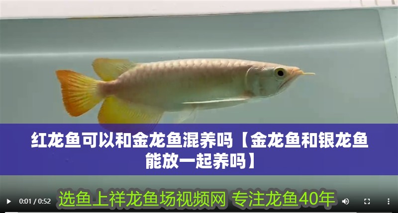 紅龍魚可以和金龍魚混養嗎【金龍魚和銀龍魚能放一起養嗎】