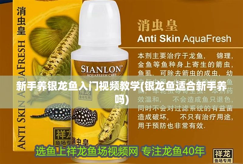 新手養銀龍魚入門視頻教學(銀龍魚適合新手養嗎)