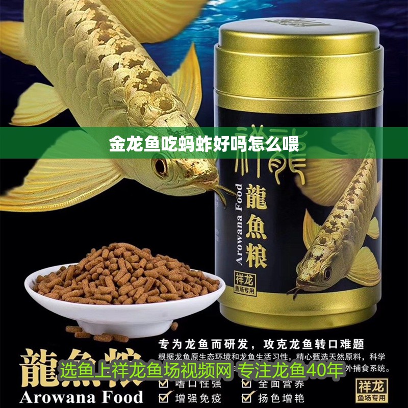 金龍魚吃螞蚱好嗎怎么喂