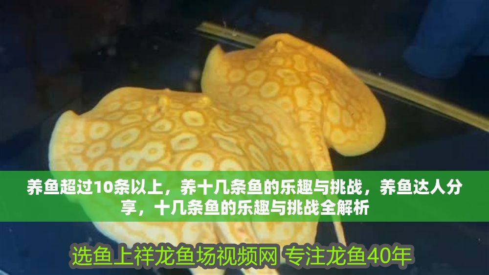 養魚超過10條以上，養十幾條魚的樂趣與挑戰，養魚達人分享，十幾條魚的樂趣與挑戰全解析