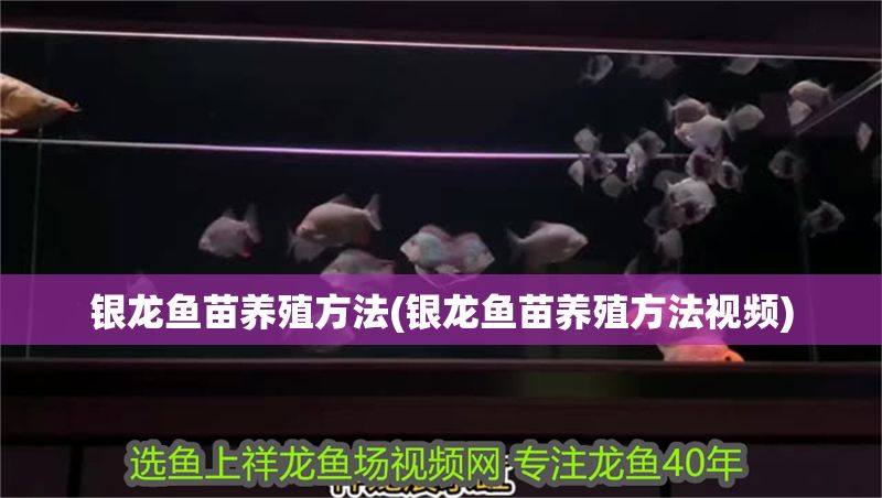 銀龍魚苗養殖方法(銀龍魚苗養殖方法視頻)