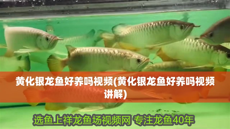 黃化銀龍魚好養(yǎng)嗎視頻(黃化銀龍魚好養(yǎng)嗎視頻講解)