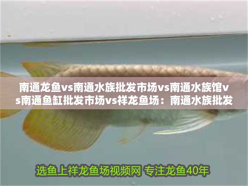 南通龍魚vs南通水族批發市場vs南通水族館vs南通魚缸批發市場vs祥龍魚場：南通水族批發市場
