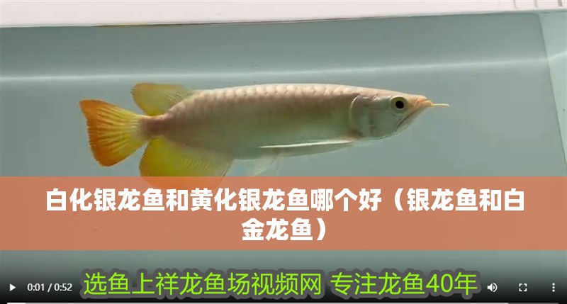 白化銀龍魚和黃化銀龍魚哪個好（銀龍魚和白金龍魚）