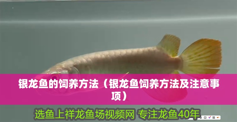 銀龍魚的飼養方法（銀龍魚飼養方法及注意事項）