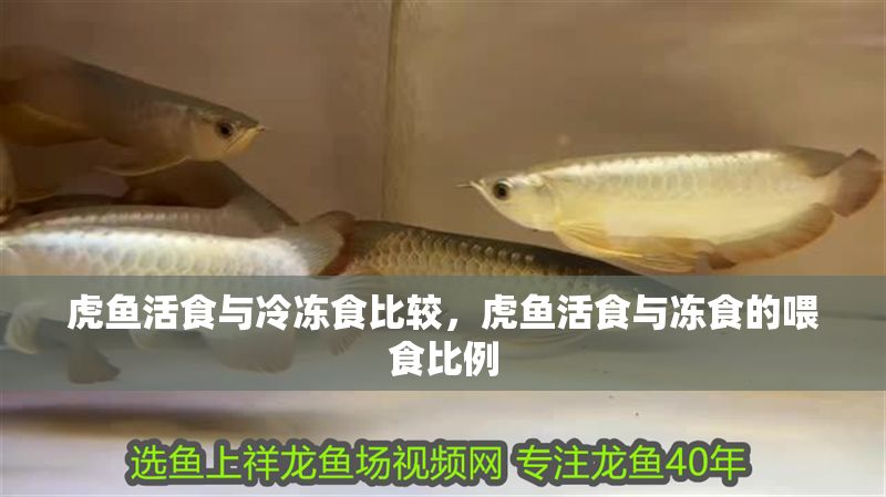 虎魚活食與冷凍食比較，虎魚活食與凍食的喂食比例