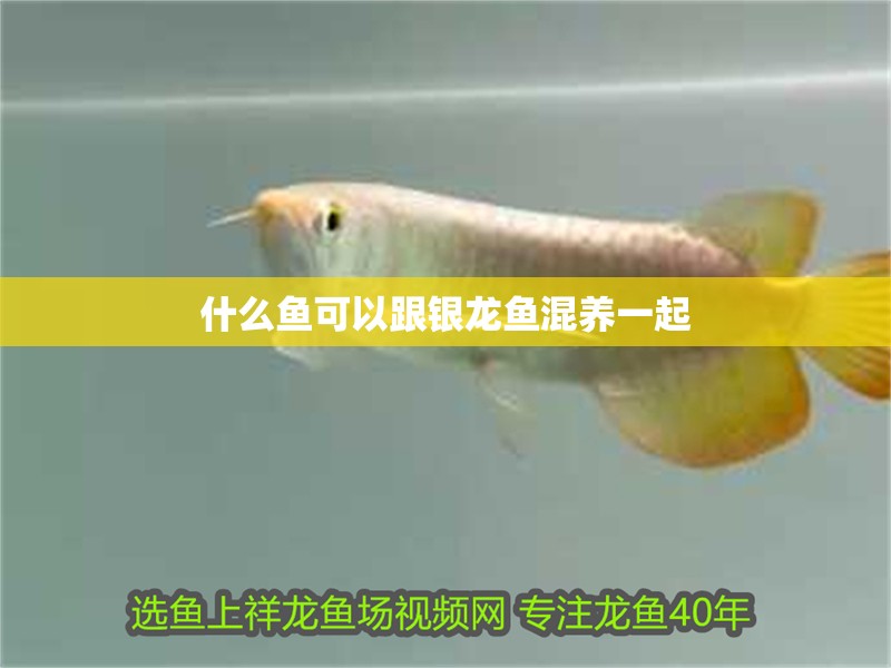 什么魚(yú)可以跟銀龍魚(yú)混養(yǎng)一起