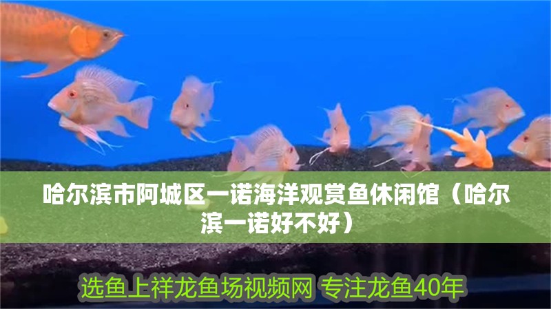 哈爾濱市阿城區一諾海洋觀賞魚休閑館（哈爾濱一諾好不好）