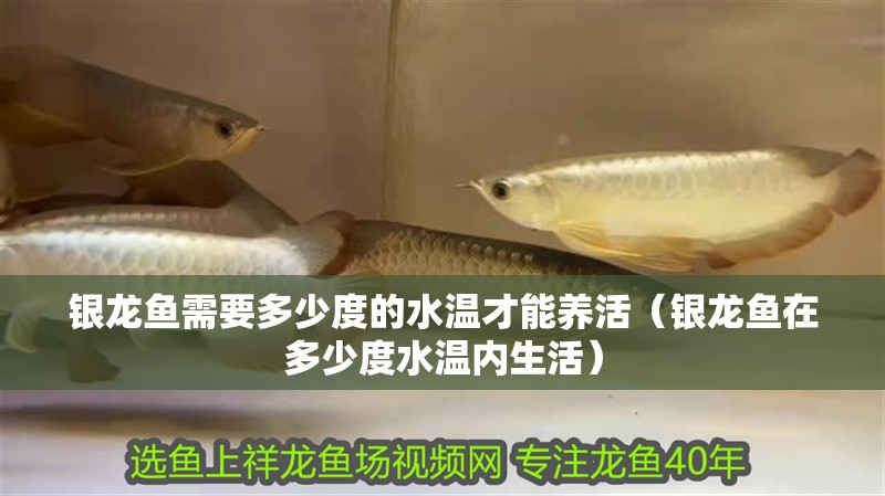 紅龍魚用黃燈烤有用嗎 銀龍魚需要多少度的水溫才能養活(銀龍魚在多少度水溫內生活) 銀龍魚百科 銀龍魚需要多少度的水溫才能養活(銀龍魚在多少度水溫內生活) 銀龍魚需要多少度的水溫才能養活(銀龍魚在多少度水溫內生活) 銀龍魚百科