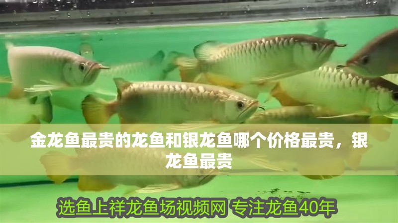 金龍魚最貴的龍魚和銀龍魚哪個價格最貴，銀龍魚最貴