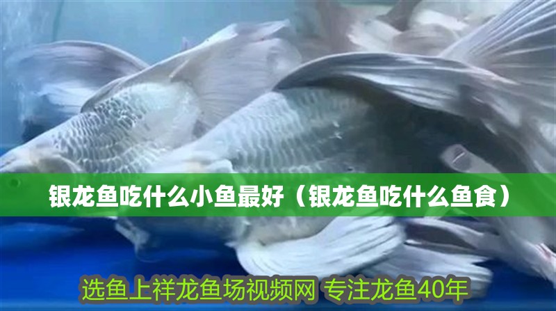 銀龍魚吃什么小魚最好（銀龍魚吃什么魚食）