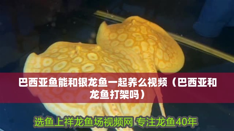 巴西亞魚能和銀龍魚一起養么視頻（巴西亞和龍魚打架嗎）