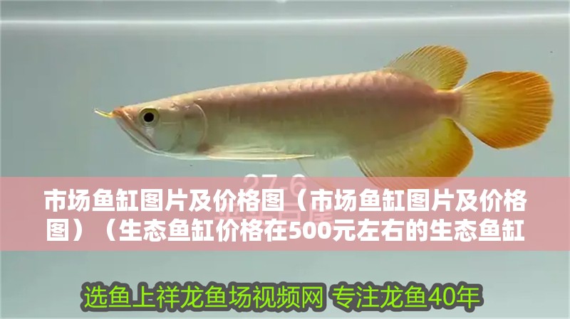 市場魚缸圖片及價格圖（市場魚缸圖片及價格圖）（生態(tài)魚缸價格在500元左右的生態(tài)魚缸價格是多少）