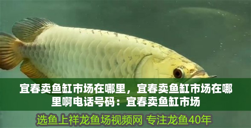 宜春賣魚缸市場在哪里，宜春賣魚缸市場在哪里啊電話號碼：宜春賣魚缸市場