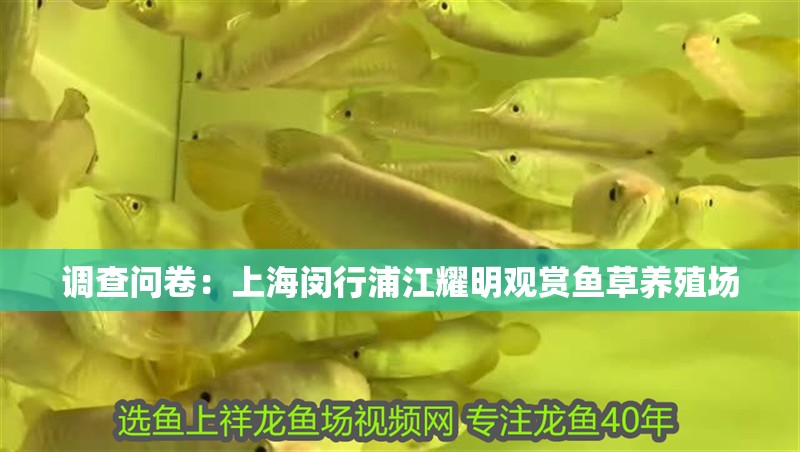 調(diào)查問卷：上海閔行浦江耀明觀賞魚草養(yǎng)殖場