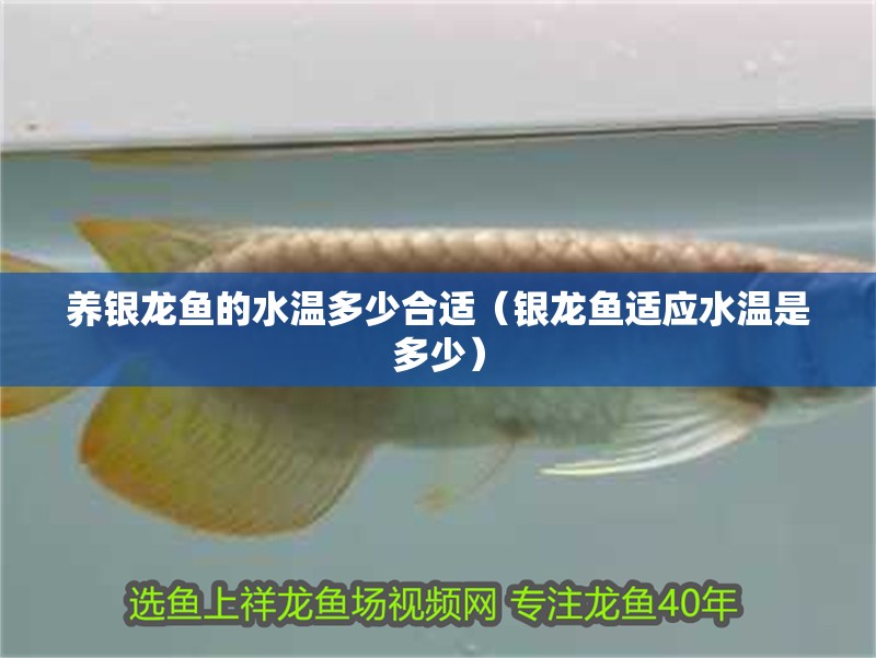 養銀龍魚的水溫多少合適（銀龍魚適應水溫是多少）