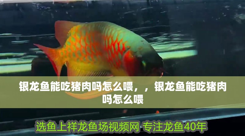 銀龍魚能吃豬肉嗎怎么喂，，銀龍魚能吃豬肉嗎怎么喂