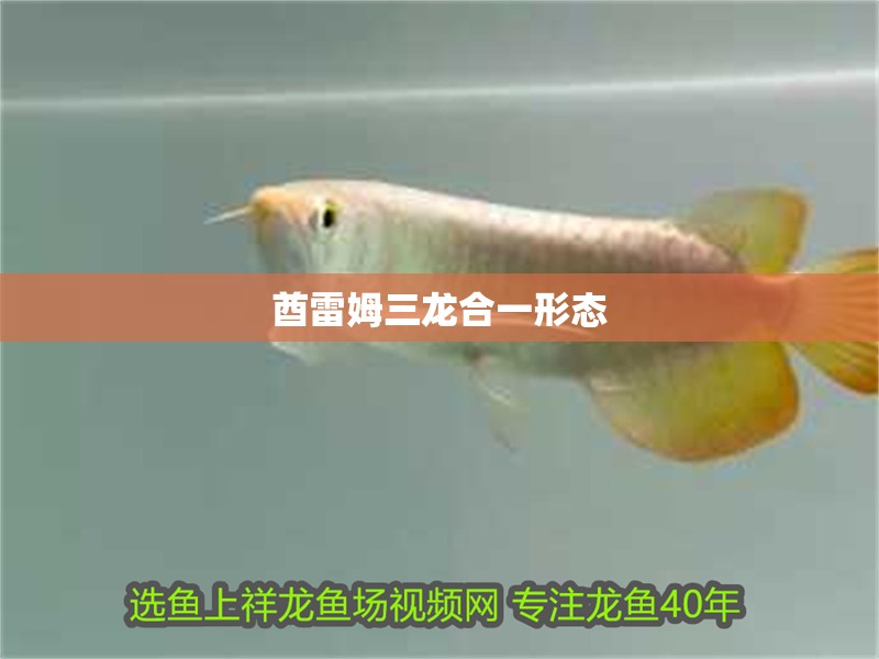 酋雷姆三龍合一形態(tài)