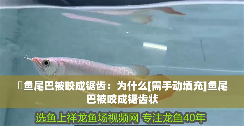 魟魚尾巴被咬成鋸齒：為什么[需手動(dòng)填充]魚尾巴被咬成鋸齒狀