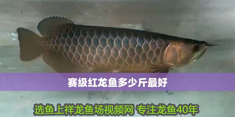 賽級紅龍魚多少斤最好