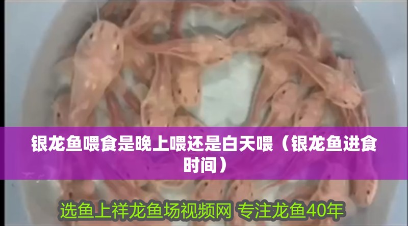 銀龍魚(yú)喂食是晚上喂還是白天喂（銀龍魚(yú)進(jìn)食時(shí)間）