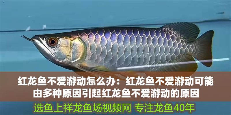 紅龍魚不愛游動(dòng)怎么辦：紅龍魚不愛游動(dòng)可能由多種原因引起紅龍魚不愛游動(dòng)的原因