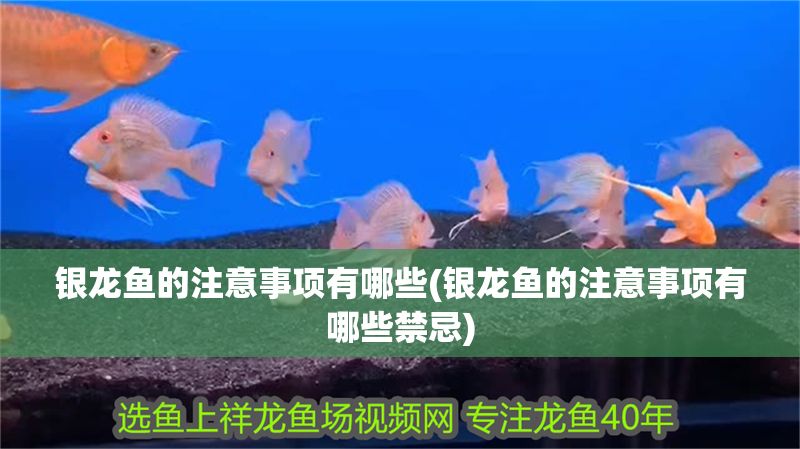 銀龍魚(yú)的注意事項(xiàng)有哪些(銀龍魚(yú)的注意事項(xiàng)有哪些禁忌)