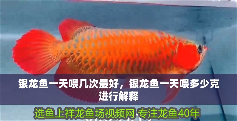 銀龍魚一天喂幾次最好，銀龍魚一天喂多少克進行解釋