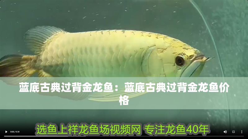 藍底古典過背金龍魚：藍底古典過背金龍魚價格
