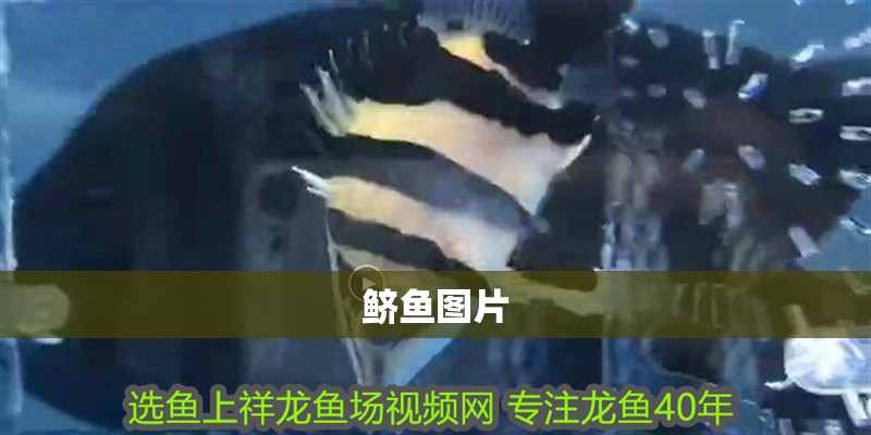 鱭魚圖片