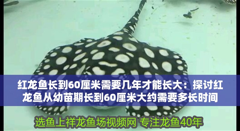 紅龍魚長到60厘米需要幾年才能長大：探討紅龍魚從幼苗期長到60厘米大約需要多長時間