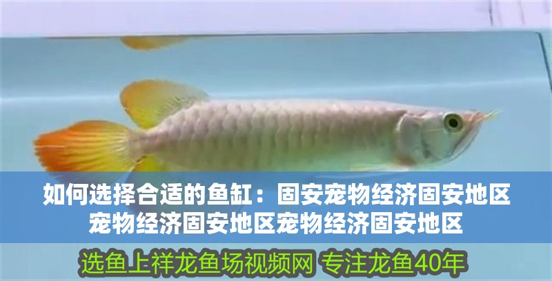 如何選擇合適的魚缸：固安寵物經濟固安地區寵物經濟固安地區寵物經濟固安地區