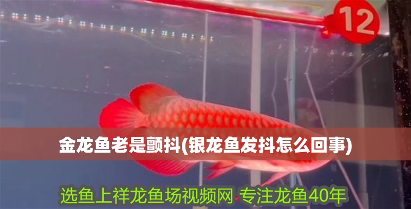 金龍魚老是顫抖(銀龍魚發抖怎么回事)