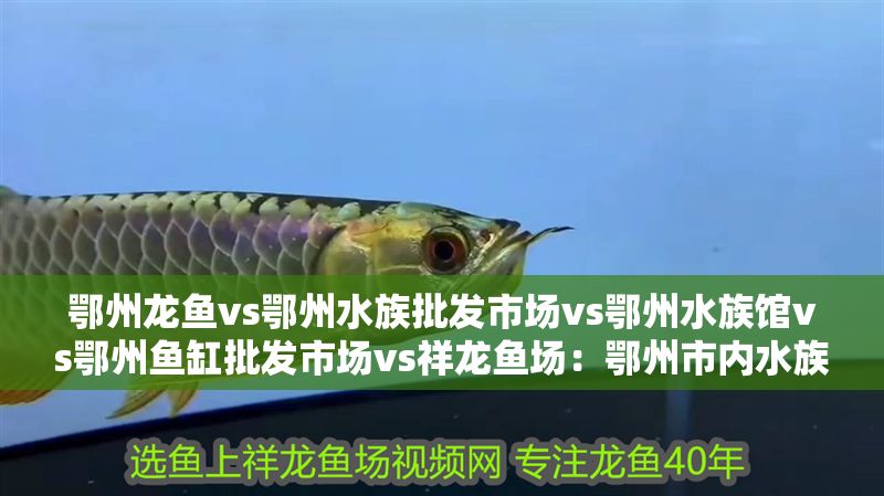 鄂州龍魚vs鄂州水族批發市場vs鄂州水族館vs鄂州魚缸批發市場vs祥龍魚場：鄂州市內水族市場分布