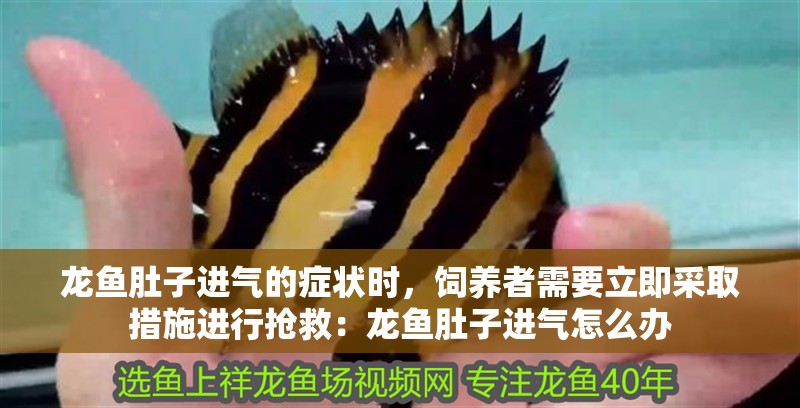 龍魚肚子進氣的癥狀時，飼養者需要立即采取措施進行搶救：龍魚肚子進氣怎么辦