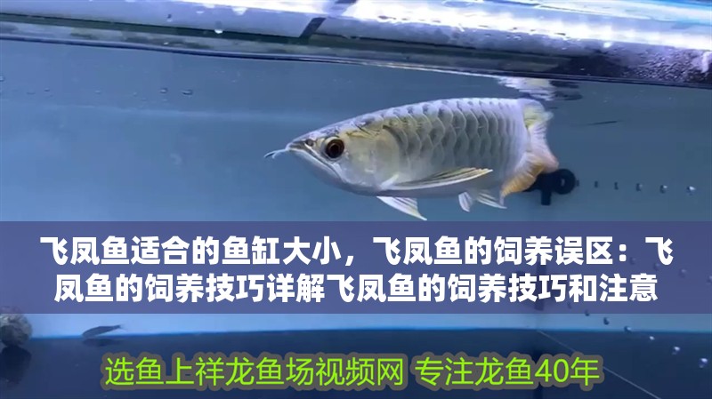 飛鳳魚適合的魚缸大小，飛鳳魚的飼養誤區：飛鳳魚的飼養技巧詳解飛鳳魚的飼養技巧和注意事項