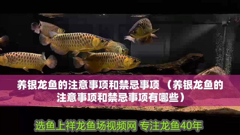 養(yǎng)銀龍魚的注意事項(xiàng)和禁忌事項(xiàng) （養(yǎng)銀龍魚的注意事項(xiàng)和禁忌事項(xiàng)有哪些）