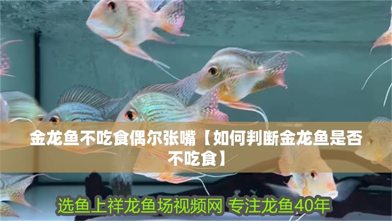 金龍魚不吃食偶爾張嘴【如何判斷金龍魚是否不吃食】
