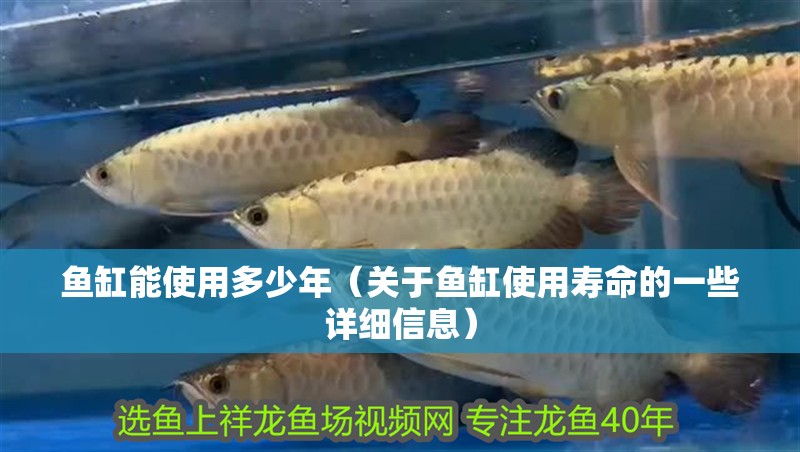 魚缸能使用多少年（關(guān)于魚缸使用壽命的一些詳細信息）