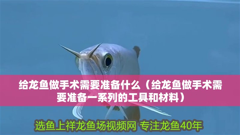 給龍魚做手術需要準備什么（給龍魚做手術需要準備一系列的工具和材料）