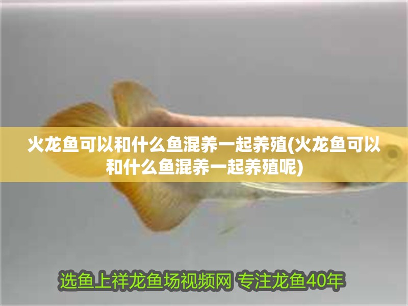 火龍魚可以和什么魚混養一起養殖(火龍魚可以和什么魚混養一起養殖呢)