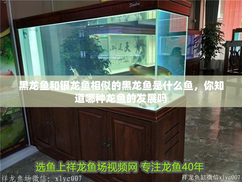 黑龍魚和銀龍魚相似的黑龍魚是什么魚，你知道哪種龍魚的發展嗎