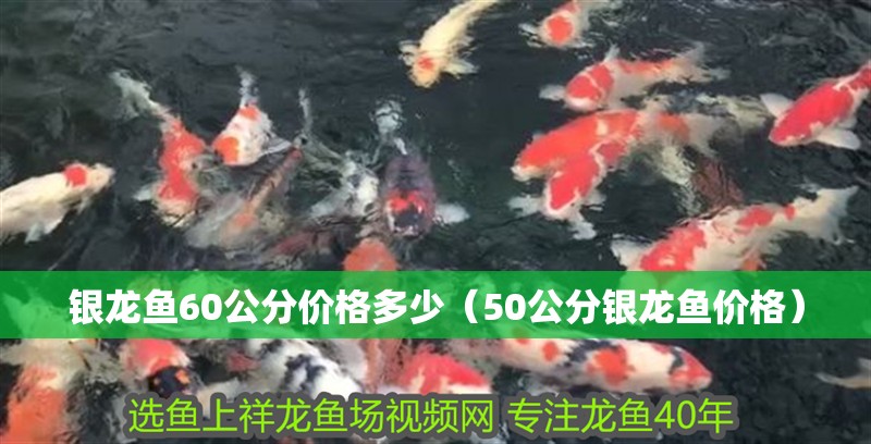 龍魚干蝦有營養(yǎng)嗎 銀龍魚60公分價(jià)格多少(50公分銀龍魚價(jià)格) 銀龍魚百科 銀龍魚60公分價(jià)格多少(50公分銀龍魚價(jià)格) 銀龍魚60公分價(jià)格多少(50公分銀龍魚價(jià)格) 銀龍魚百科