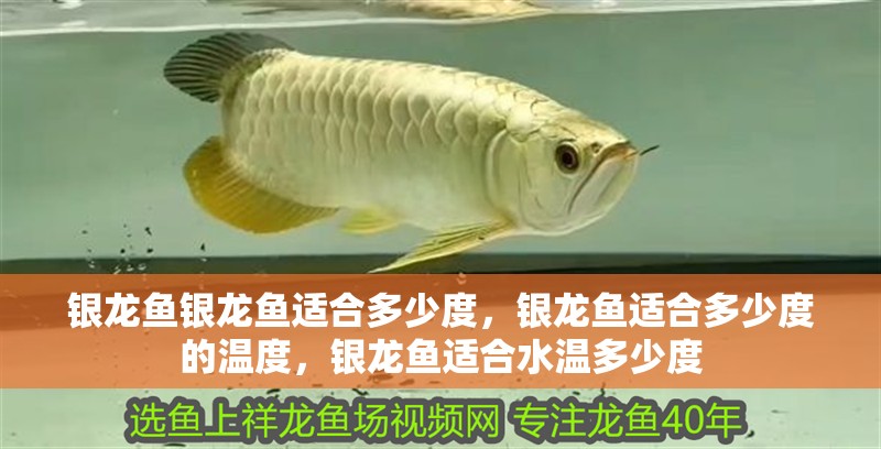 銀龍魚銀龍魚適合多少度，銀龍魚適合多少度的溫度，銀龍魚適合水溫多少度