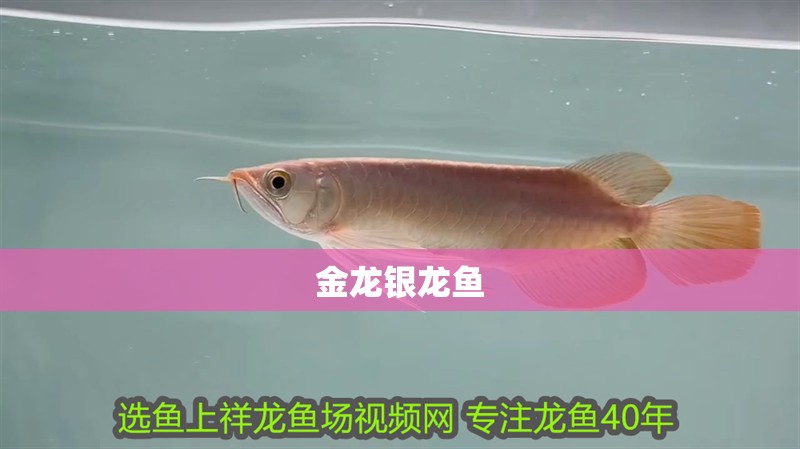 金龍銀龍魚