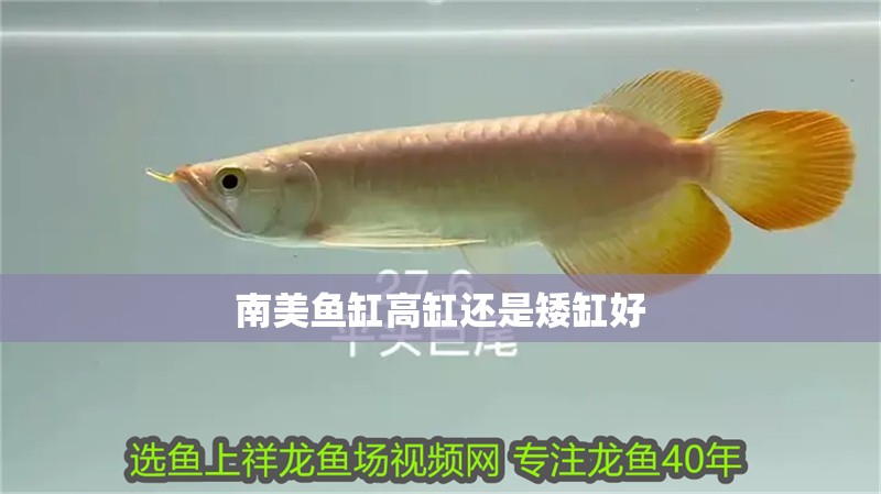 魚(yú)缸水泵選擇魚(yú)缸水泵選擇森森、森森、博宇、博宇、格蘭富、格蘭富：魚(yú)缸水泵哪個(gè)牌子好