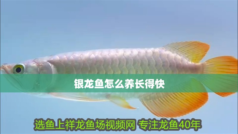 銀龍魚怎么養長得快