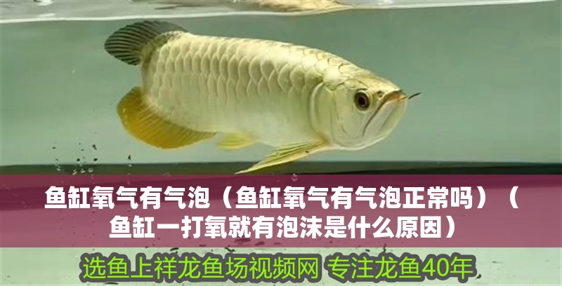 魚(yú)缸氧氣有氣泡（魚(yú)缸氧氣有氣泡正常嗎）（魚(yú)缸一打氧就有泡沫是什么原因）