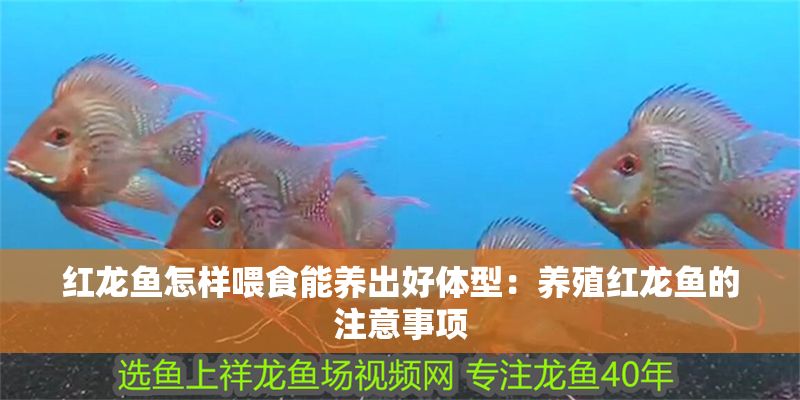 紅龍魚(yú)怎樣喂食能養(yǎng)出好體型：養(yǎng)殖紅龍魚(yú)的注意事項(xiàng)