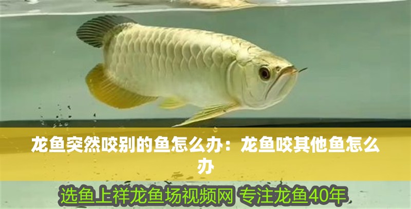 龍魚突然咬別的魚怎么辦：龍魚咬其他魚怎么辦